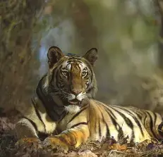 bandhavgarh