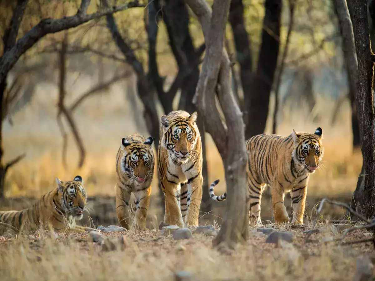 Wildlife Parks in India