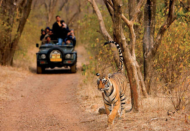 Jim Corbett National Park