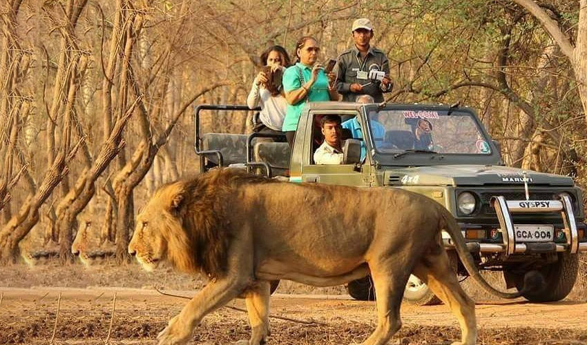 Gir National Park