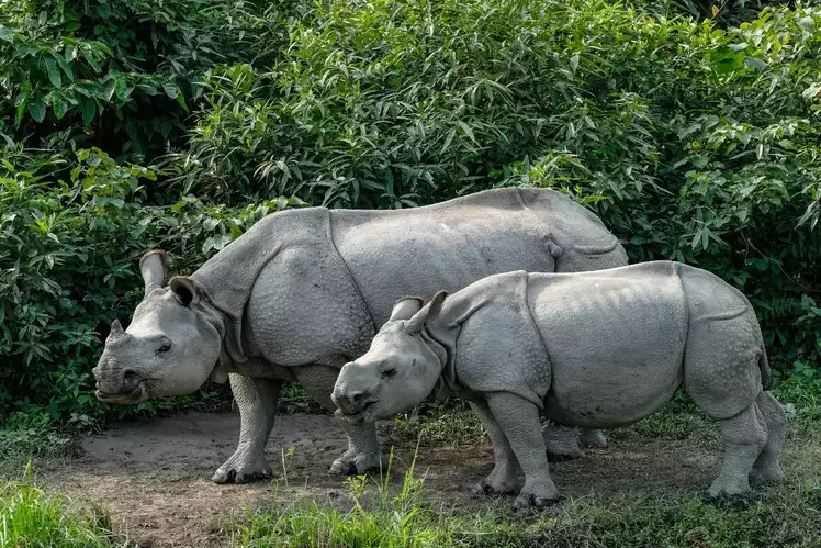 Kaziranga National Park